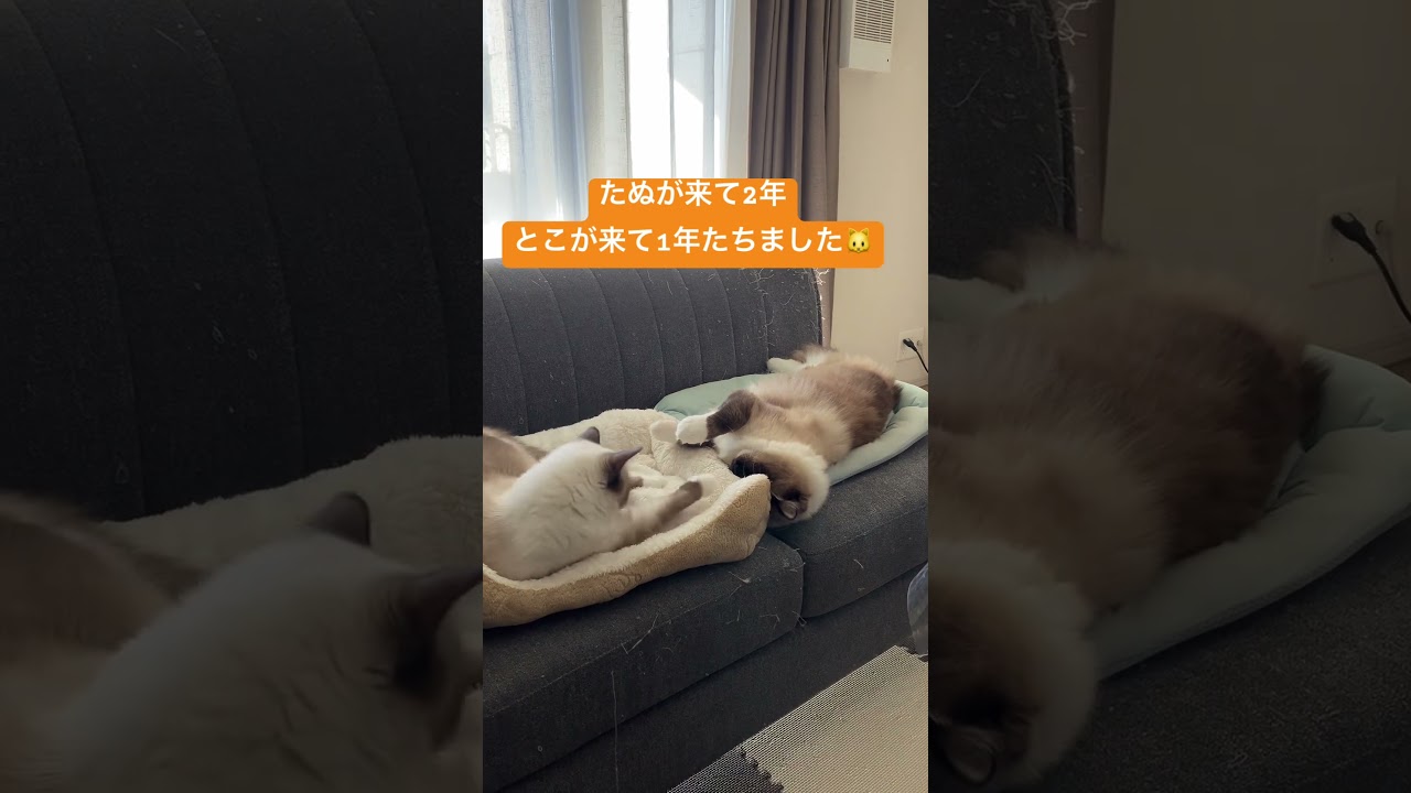 たぬきに似た猫たちの日 #ragdoll #family #ラグドール #家族 #日常 #ねこのいる生活