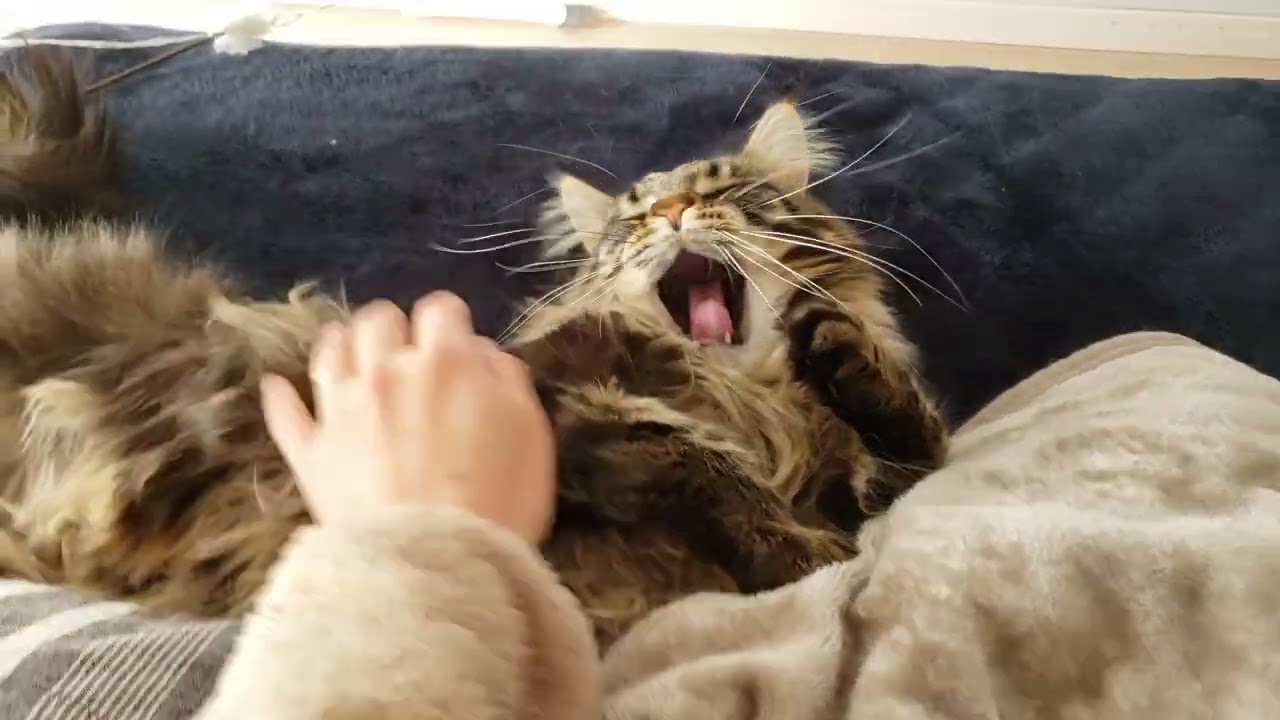 【メインクーンの鳴き声】それは反則だゾ【Maine Coon's wake-up cry】