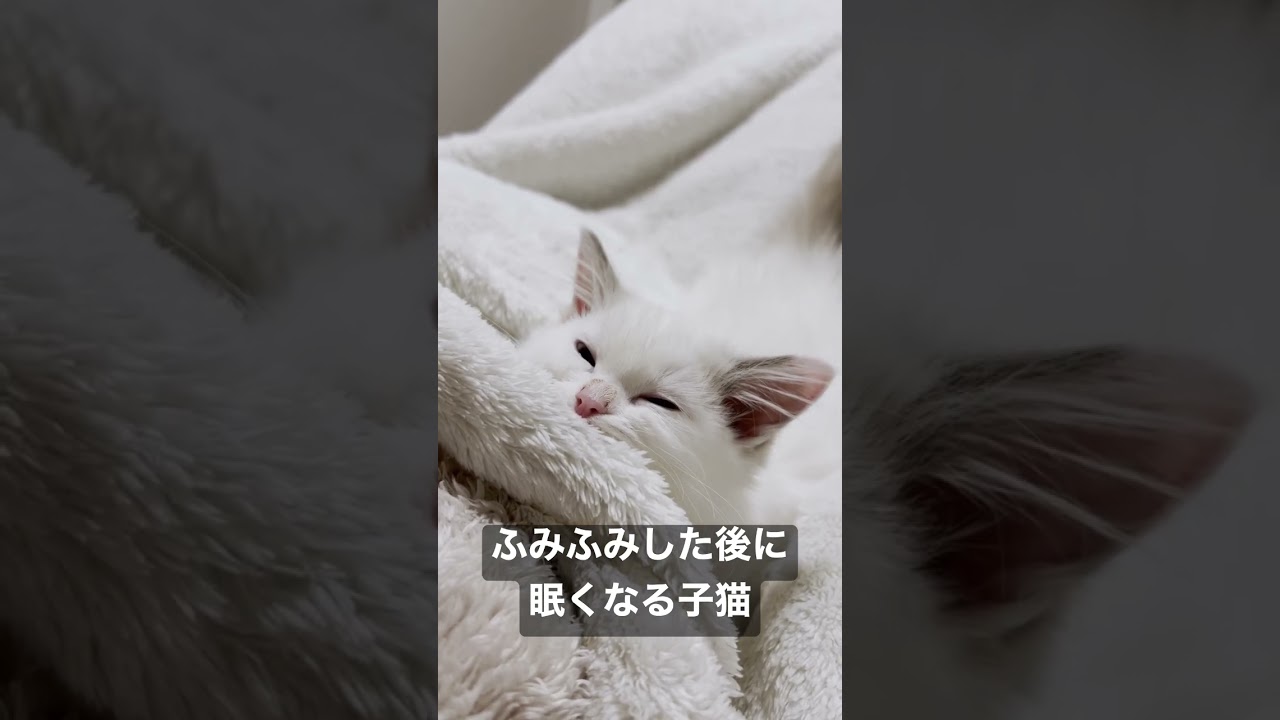 Vlog #13｜ふみふみした後に眠くなる子猫 #shorts #テミー #ラグドール #猫 #子猫 #アンダーテール