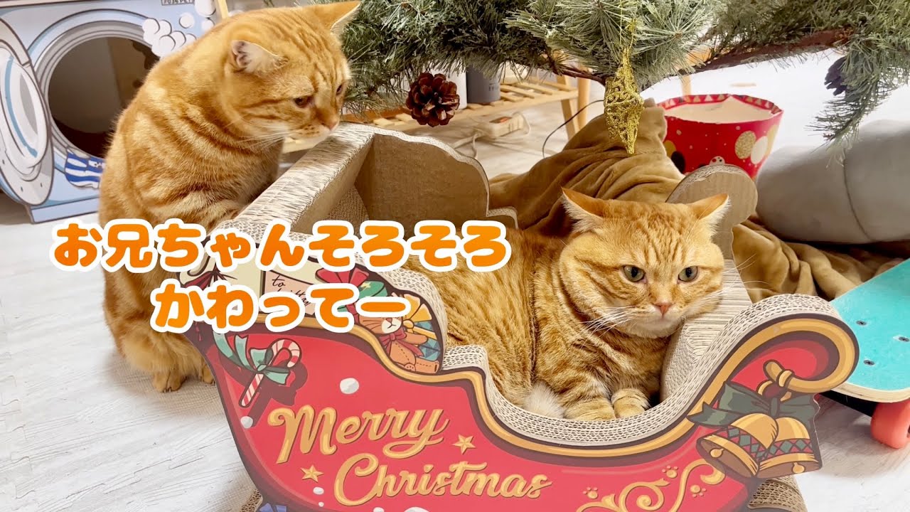 一度入ったら意地でも出ないぽちゃくんと順番待ちしてる子たちの様子がかわいくてたまらなかったです #猫 #マンチカン