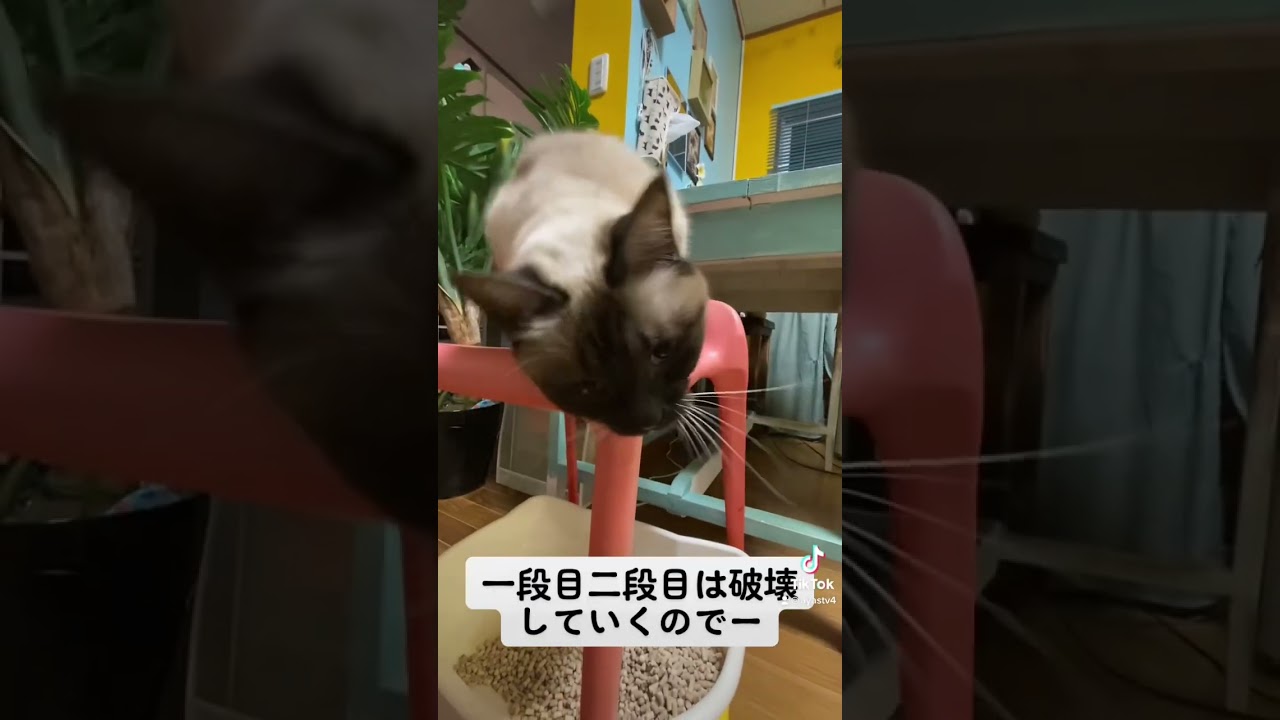 #シャムミックス #シャム猫 #いたずら猫 #猫のいる暮らし #猫のいる生活 #猫の悪事 #shorts