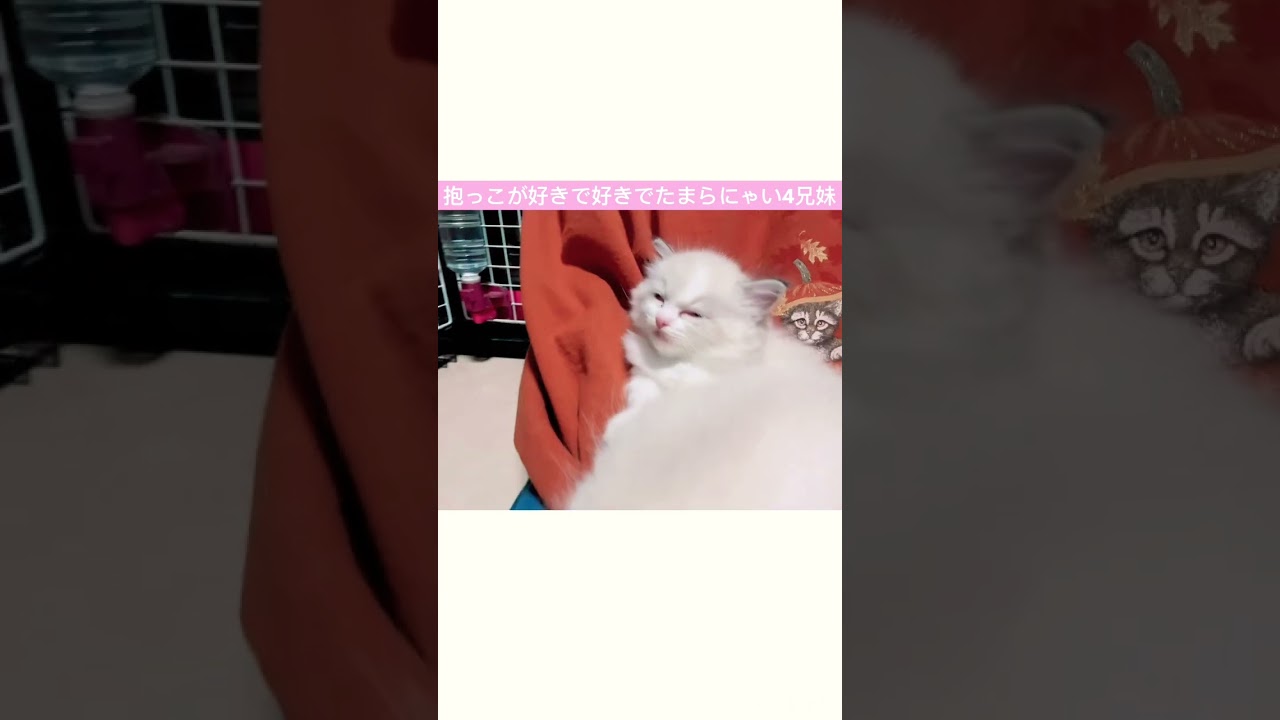 人が好きすぎる赤ちゃん猫たち🐱 #ラグドール #cat  #猫 #子猫 #ブリーダー