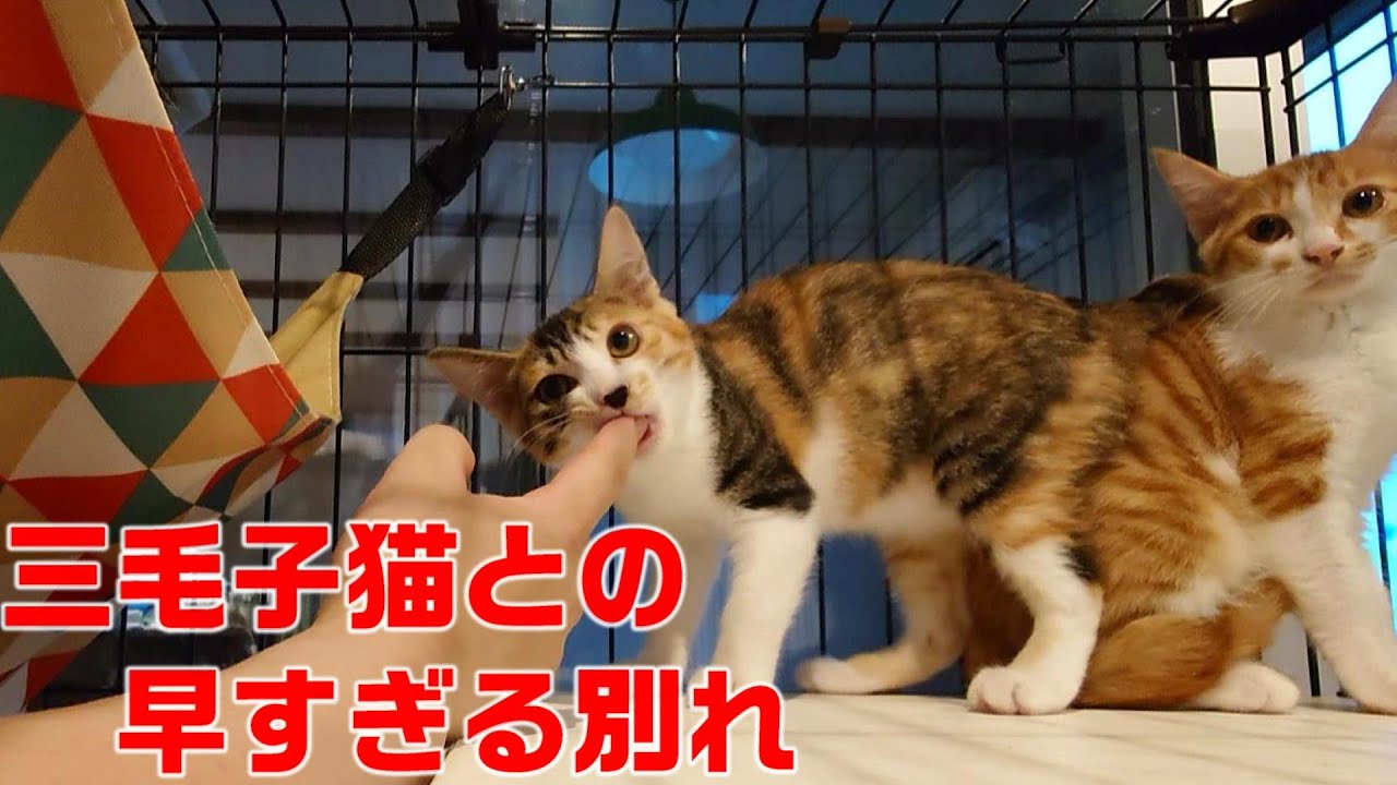 親猫を失いなんとか生きていた三毛の子猫との早すぎるさよなら
