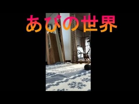 ネコ動画あび＃2568　あびの毎日　アビシニアン　あび