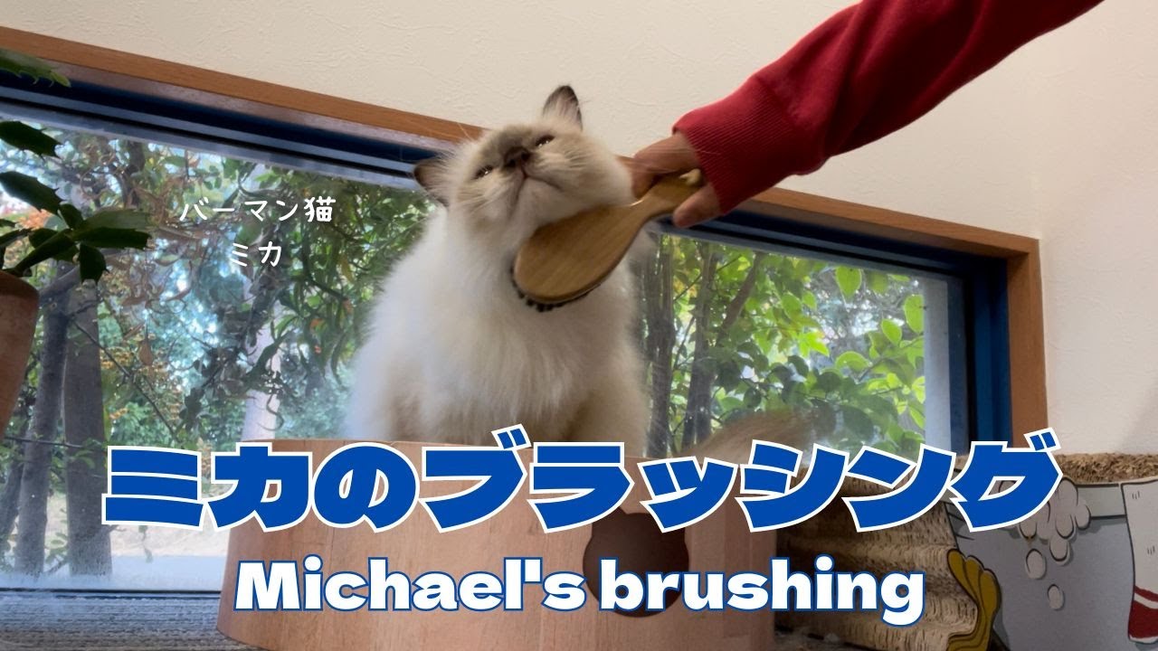 バーマン猫ミカ【ミカのブラッシング】Michael's brushing（バーマン猫）Birman/Cat