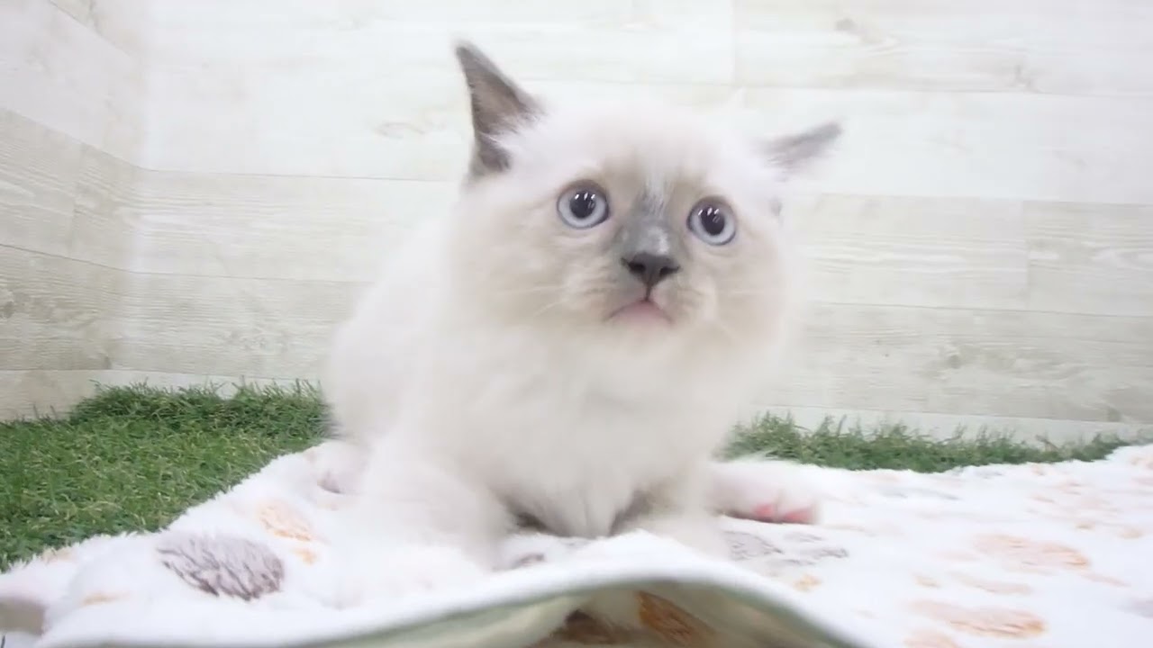 Coo&RIKU　No00657806 ラグドール