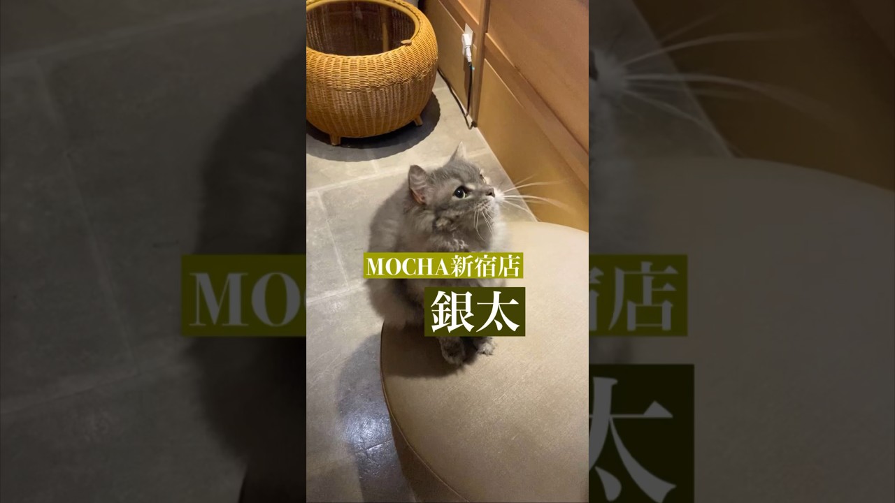 今日の猫カフェにゃんこ　🐱銀太🐱　(スクーカム♂)　#猫カフェモカラウンジ新宿店　2023/8/14撮影　#cat　#ねこ 　#にゃんこ　#ねこカフェ