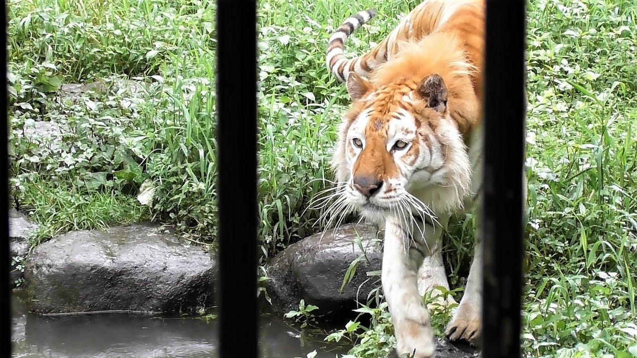 ベンガルトラのボルタ 🐾 那須サファリパーク