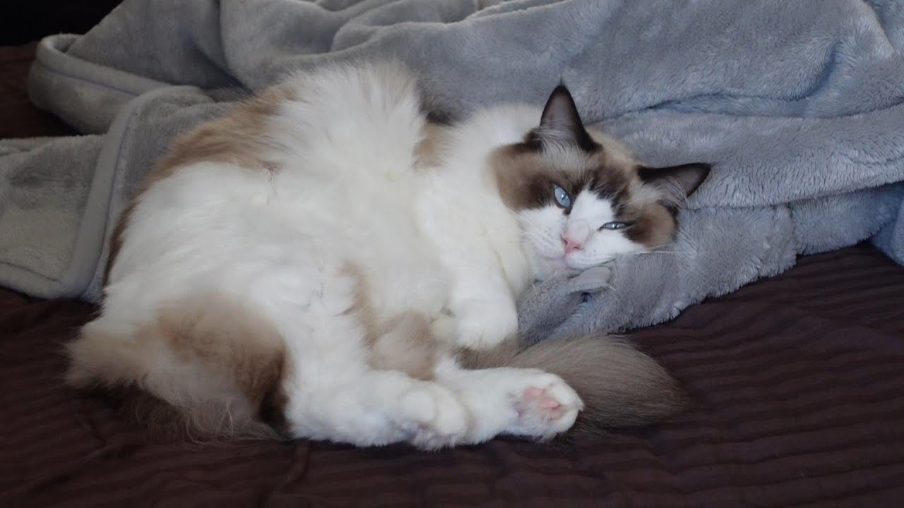 【ラグドール】おやつを食べて満足してお昼寝中の猫がこちら