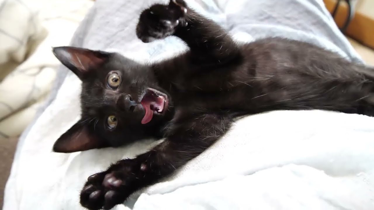 ツンデレ子猫がママのお膝でデレデレになる【赤ちゃん猫　保護猫】