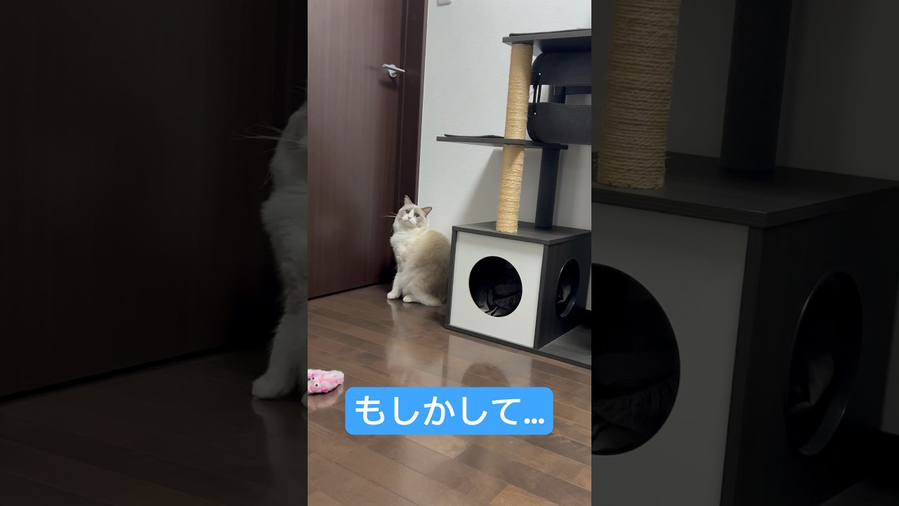 自分でドアを開けて出ようとするラグドール😚#shorts #Ragdoll #ラグドール