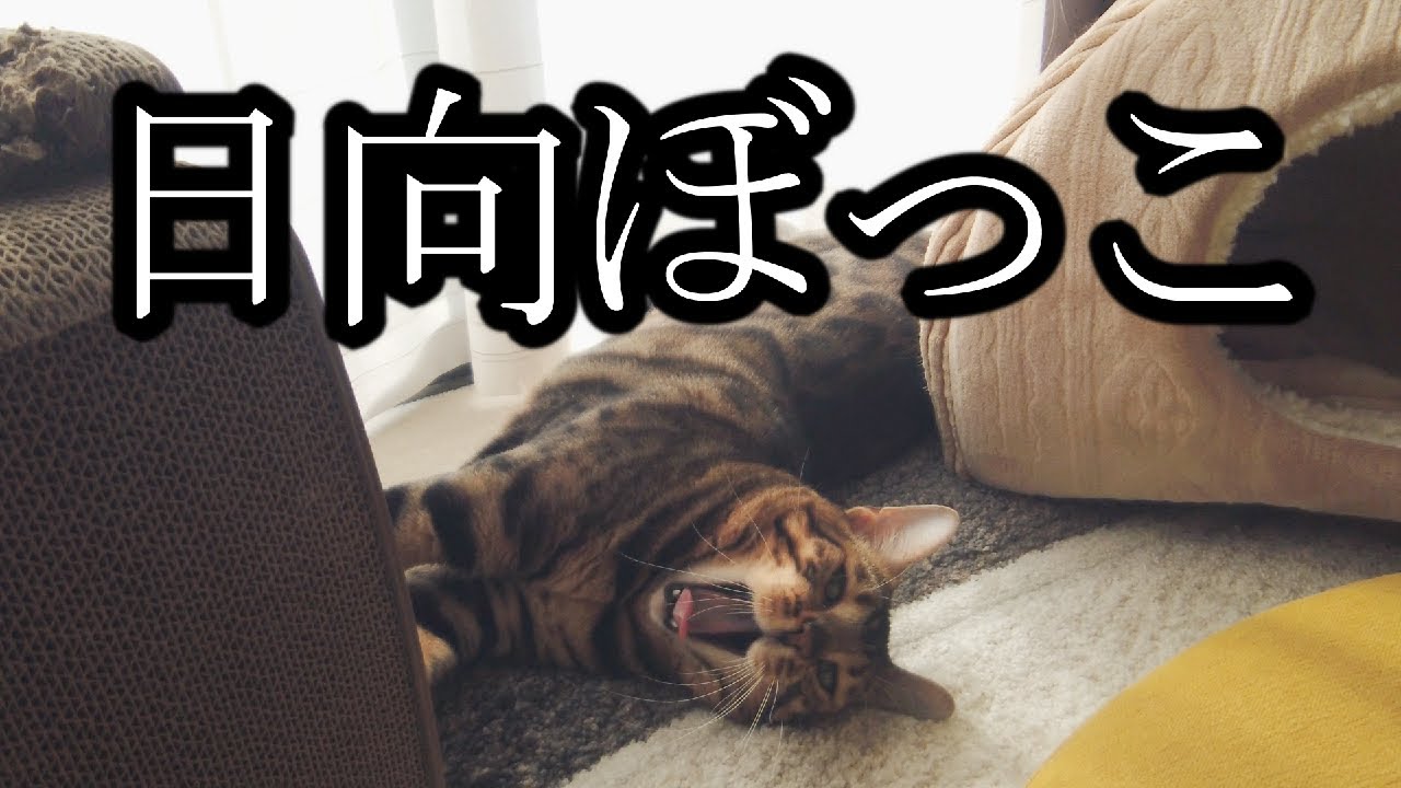 日向ぼっこ中のベンガル猫　#ベンガル