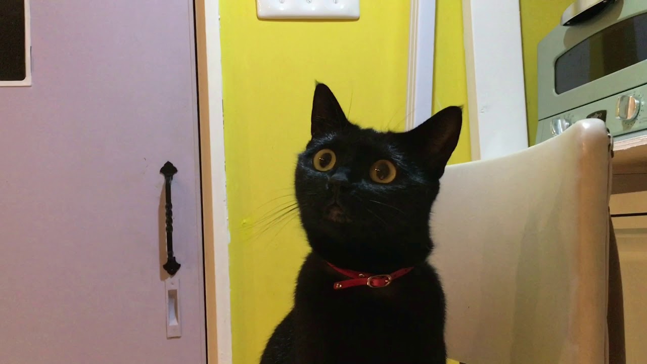 キョロキョロしているかわいいハナちゃん☆4匹黒猫ボンベイ家族