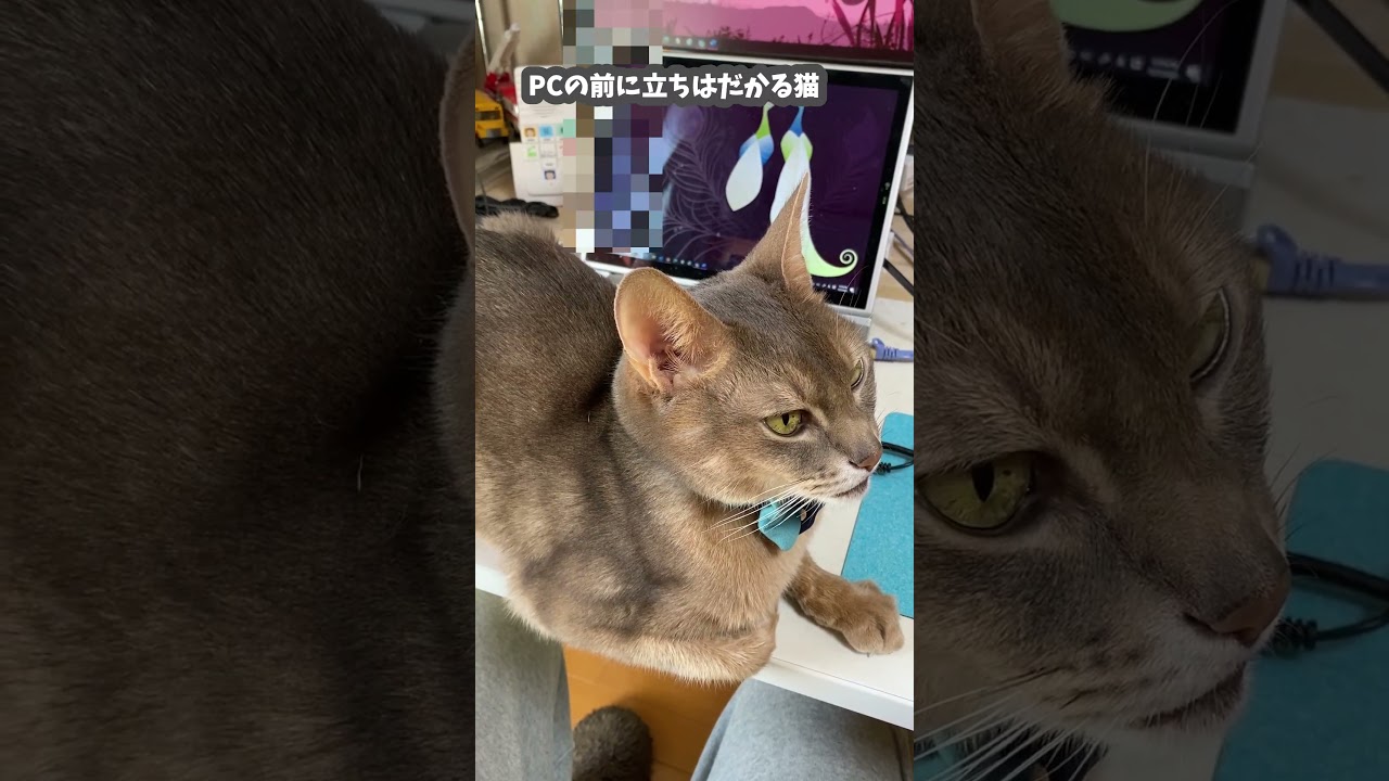 (アビ) PCの前に立ちはだかる猫  #abyssinian #アビシニアン #shorts