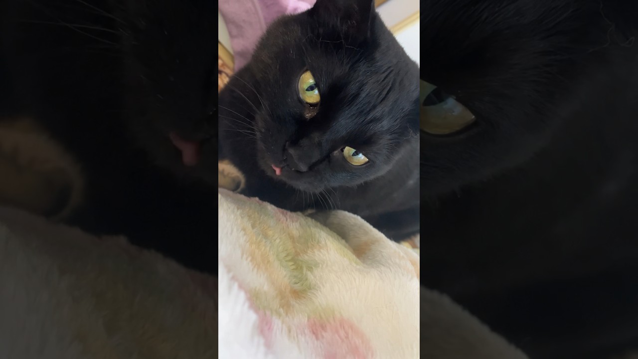 ワンワンと優しく鳴く黒猫バロン🐈‍⬛black-cat【猫動画】