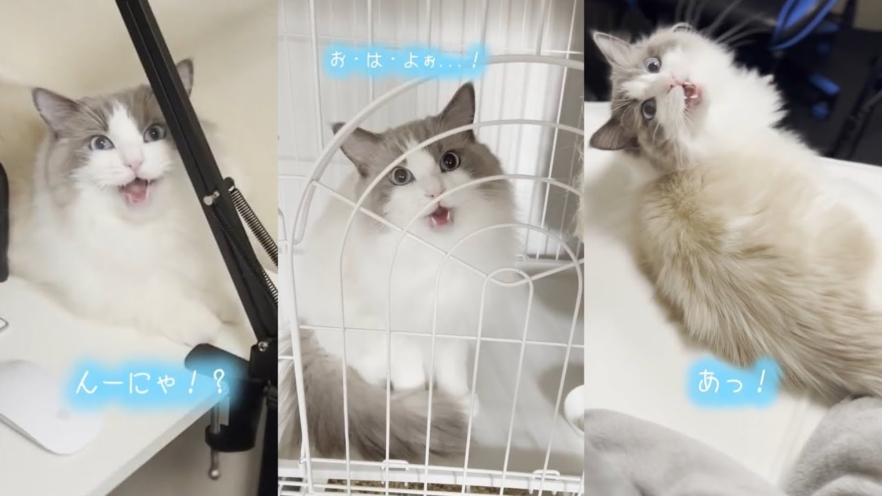 鳴き声が可愛すぎるラグドール猫の大人気shortsまとめ④