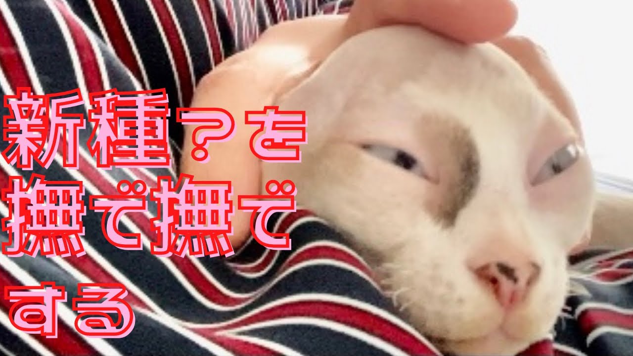 3:ひたすら顔を撫で回されるスフィンクス猫/Sphynx cat that is just patted on the face