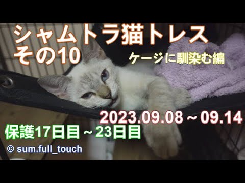 【シャムトラ猫】トレスの物語　その10（ロングver）　20230914