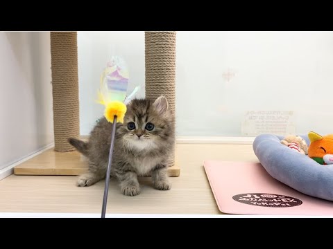 スコティッシュストレート　子猫　ふわふわ