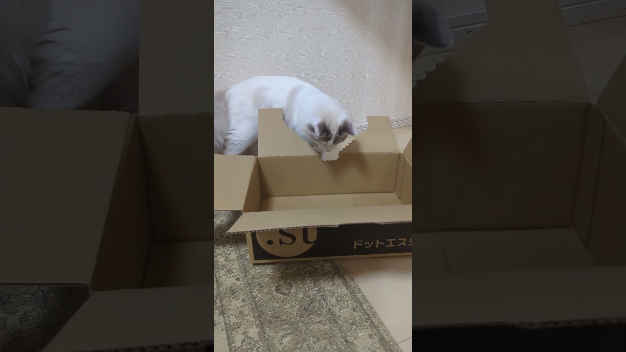 段ボールで遊ぶ子猫#ラグドール #ブルーポイントバイカラー #こねこ #ragdoll  #kitty