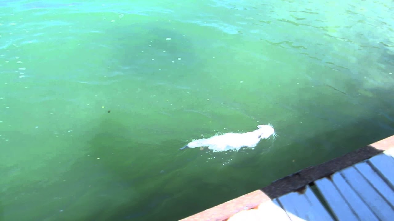 A "Van Cat" Swimming