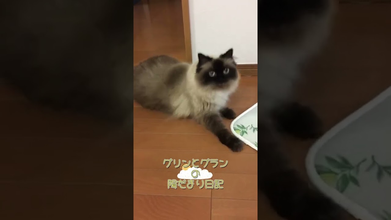 グリンとグランの陽だまり日記～お返事～　猫　ヒマラヤン　#Shorts
