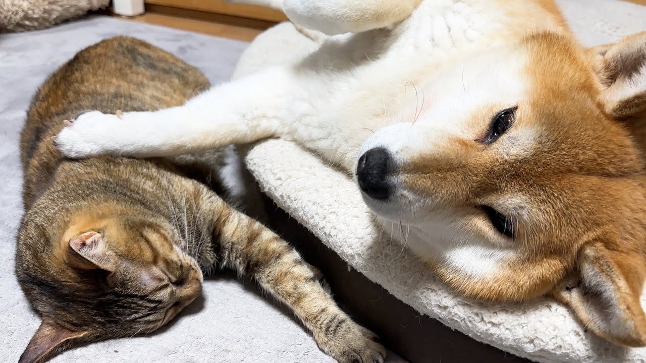 猫の性格によって接し方を変えてくれる柴犬は子猫たちが大好きです