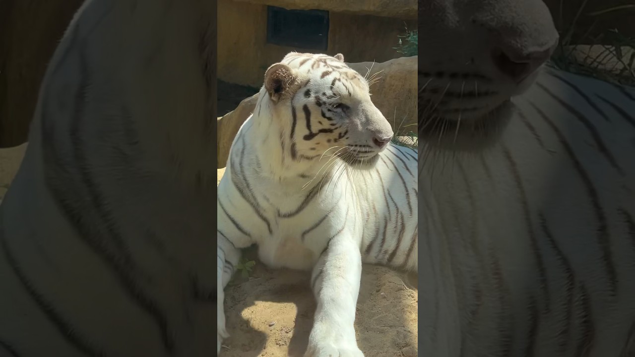 ホワイトタイガー　クラウンくん　大きなネコちゃん　【いしかわ動物園】White tiger Crown-kun Ishikawa Zoo