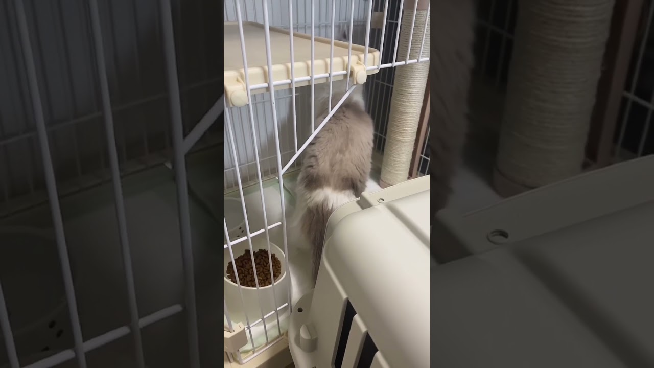 お迎え初日のミュウ #shorts #猫 #ラグドール