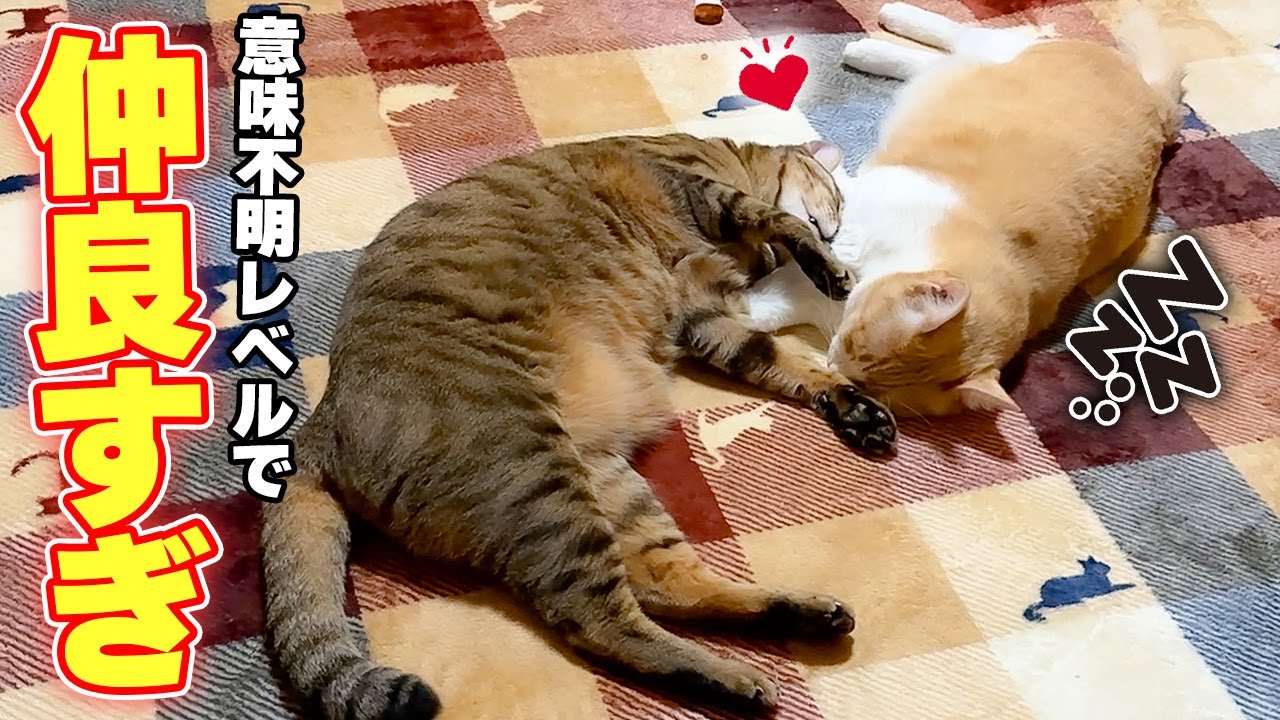 実家に帰ってきても24時間ずっと一緒に過ごしている捨て猫兄弟があまりにも仲良しすぎました…