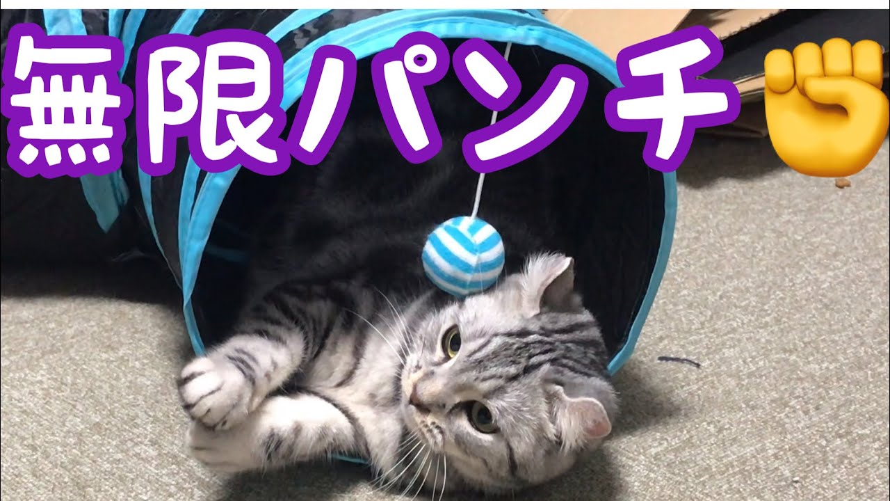 短腕の天才ボクサー現る！！！【マンチカン×アメリカンカール】