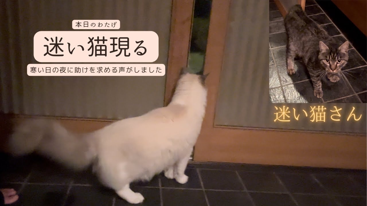 【ラグドールのわたげ】迷いネコ襲来！？