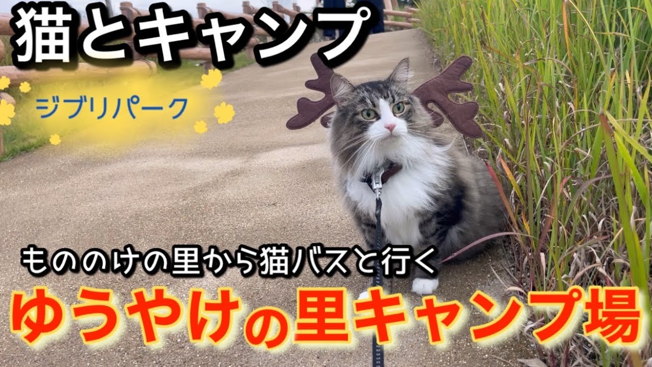 【猫とキャンプ】のるキャン△172話「ゆうやけの里キャンプ場」愛知岐阜（前編）◆ジブリパーク（もののけの里）から猫バスで行く伊木山フォレスト camping with cat GHIBLI PARK