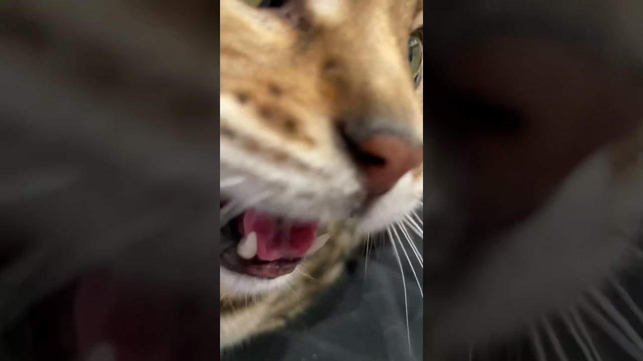 近寄ると話しかけてくれるネコ #ルトロゼ #ベンガル #cat