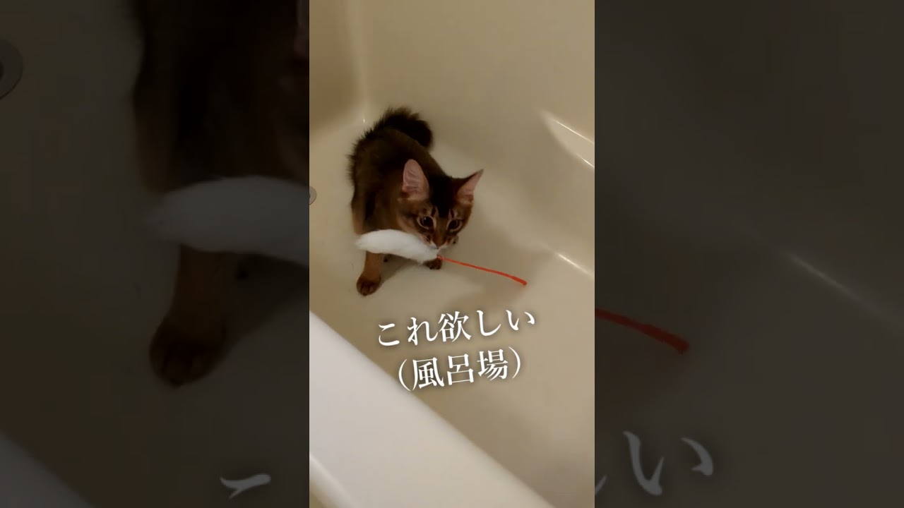 これ欲しい🐱#猫 #cat #고양이 #cat #ソマリ
