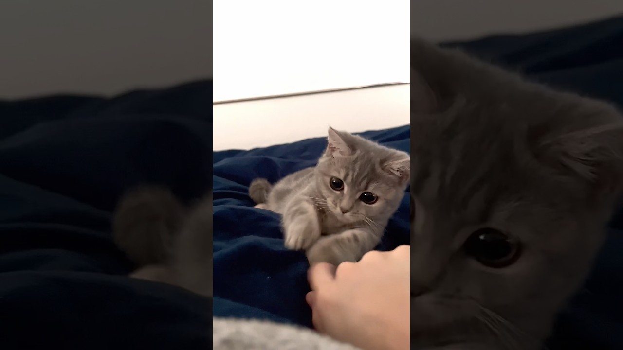 遊ばれる子猫【短足マンチカン子猫Lani】 #マンチカン #短足マンチカン #甘えん坊猫 #猫 #子猫 #cat #かわいい #猫じゃらし