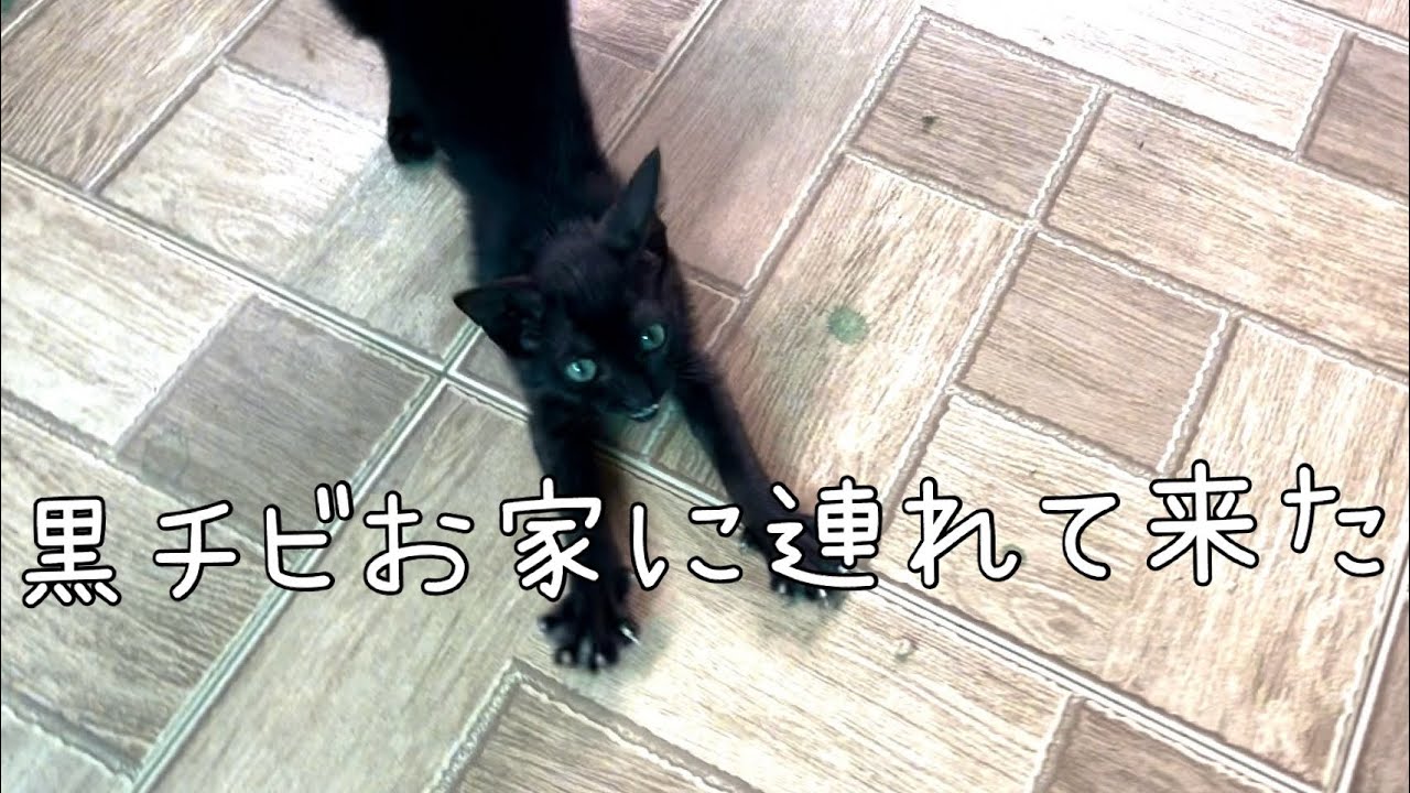 【保護猫】黒チビが仲間入りした