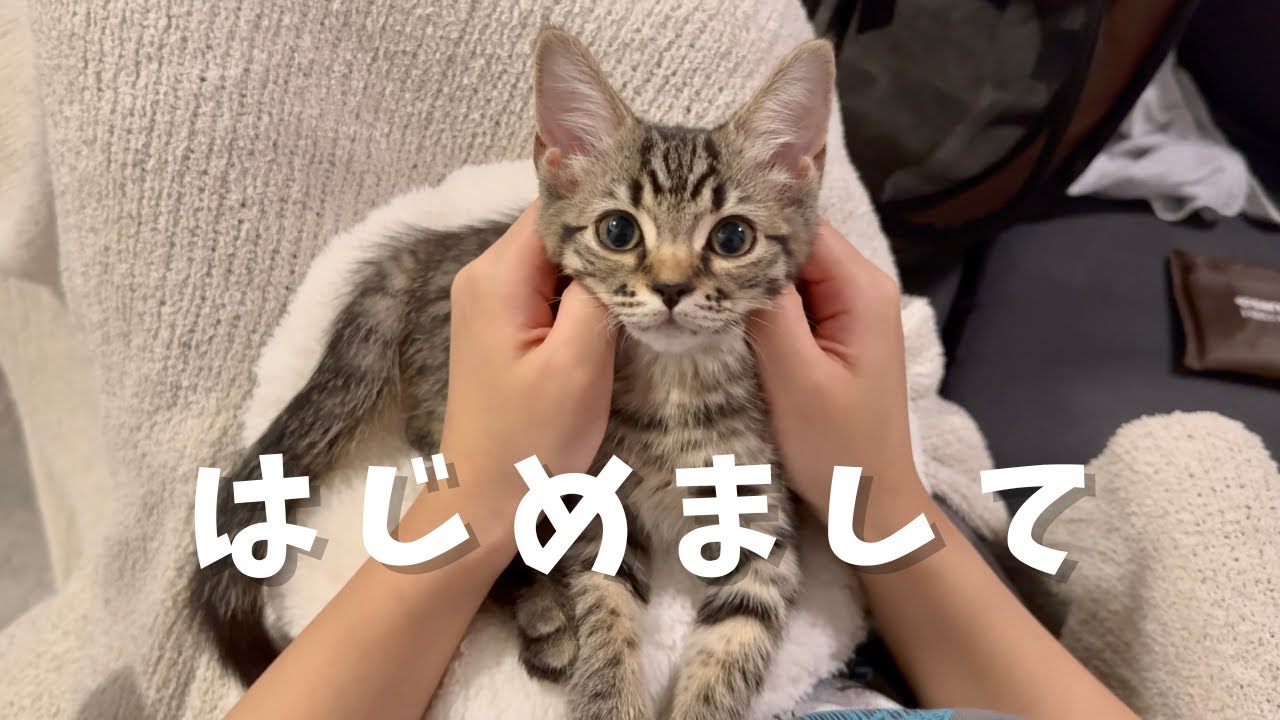 スコティッシュフォールドの子猫がウチにやってきた！