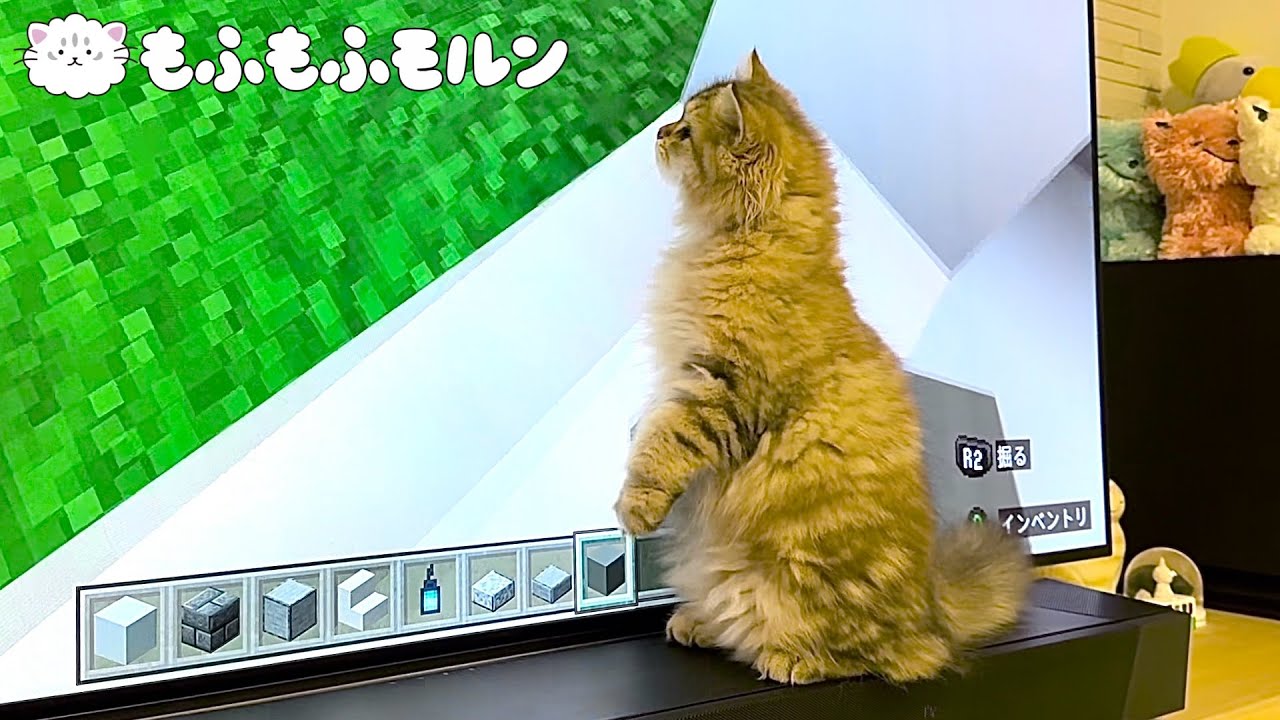 テレビっ子な子猫をご覧ください 【サイベリアン】
