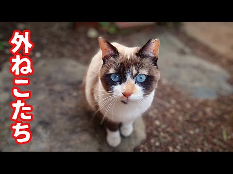 回り過ぎて目がまわった目の不自由なねこと外猫たち