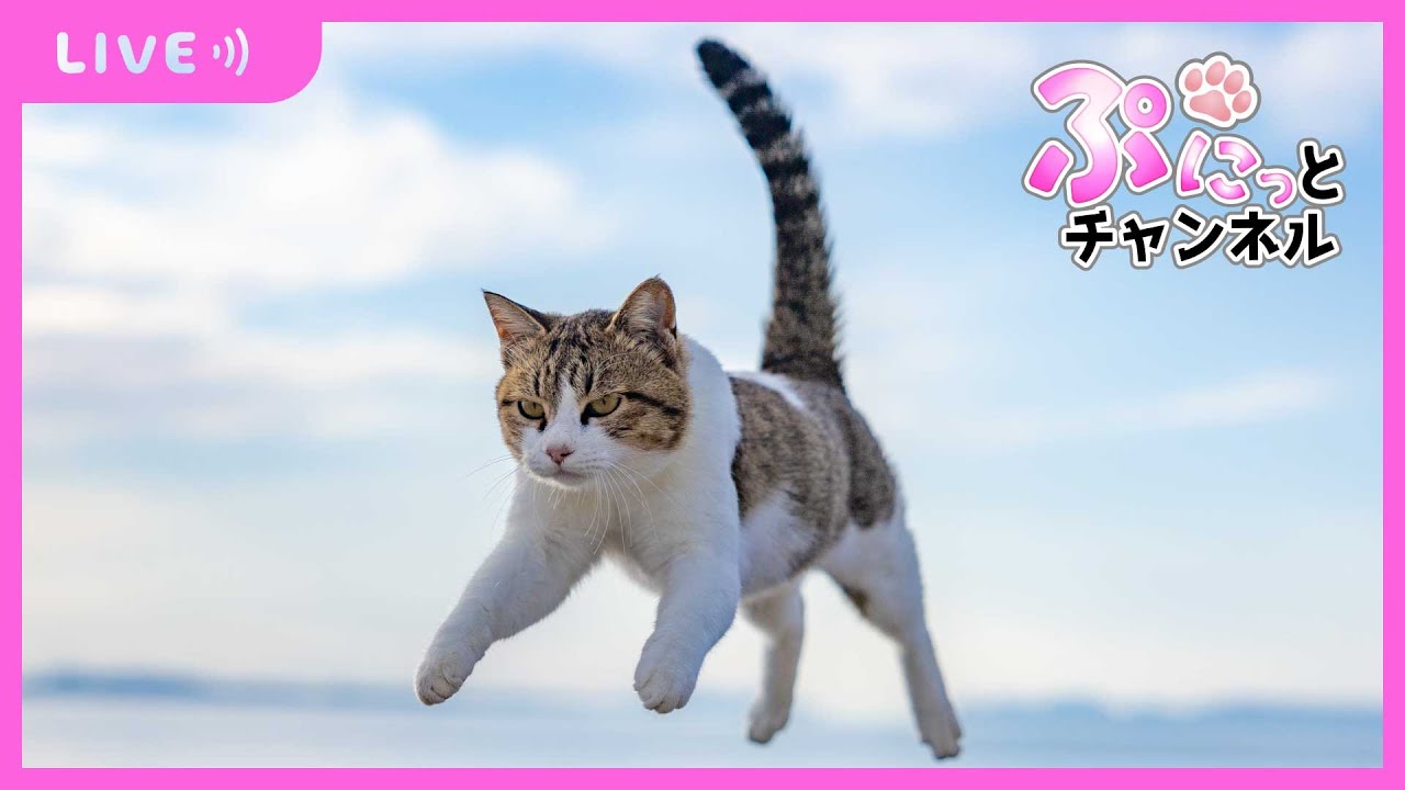 【 #ねこ 】そら＆りく＆ぴーち♪癒しのぷにっとライブ配信♪2023/12/08