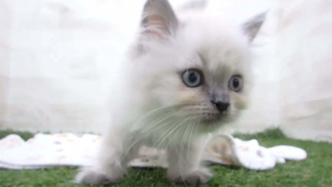 Coo&RIKU　No00655723 ヒマラヤン