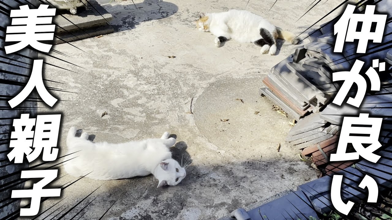 美人ママ猫の真似をする美人娘猫が可愛すぎた…笑[三毛母猫と子猫]