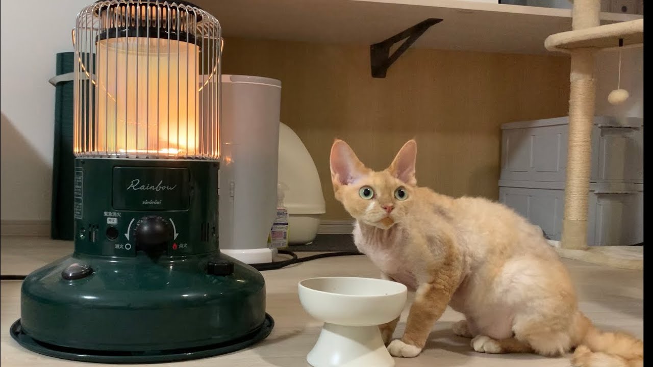 デボンレックス兄がストーブのそばで晩ご飯を食べました(Devon Rex cat having dinner by the heater)