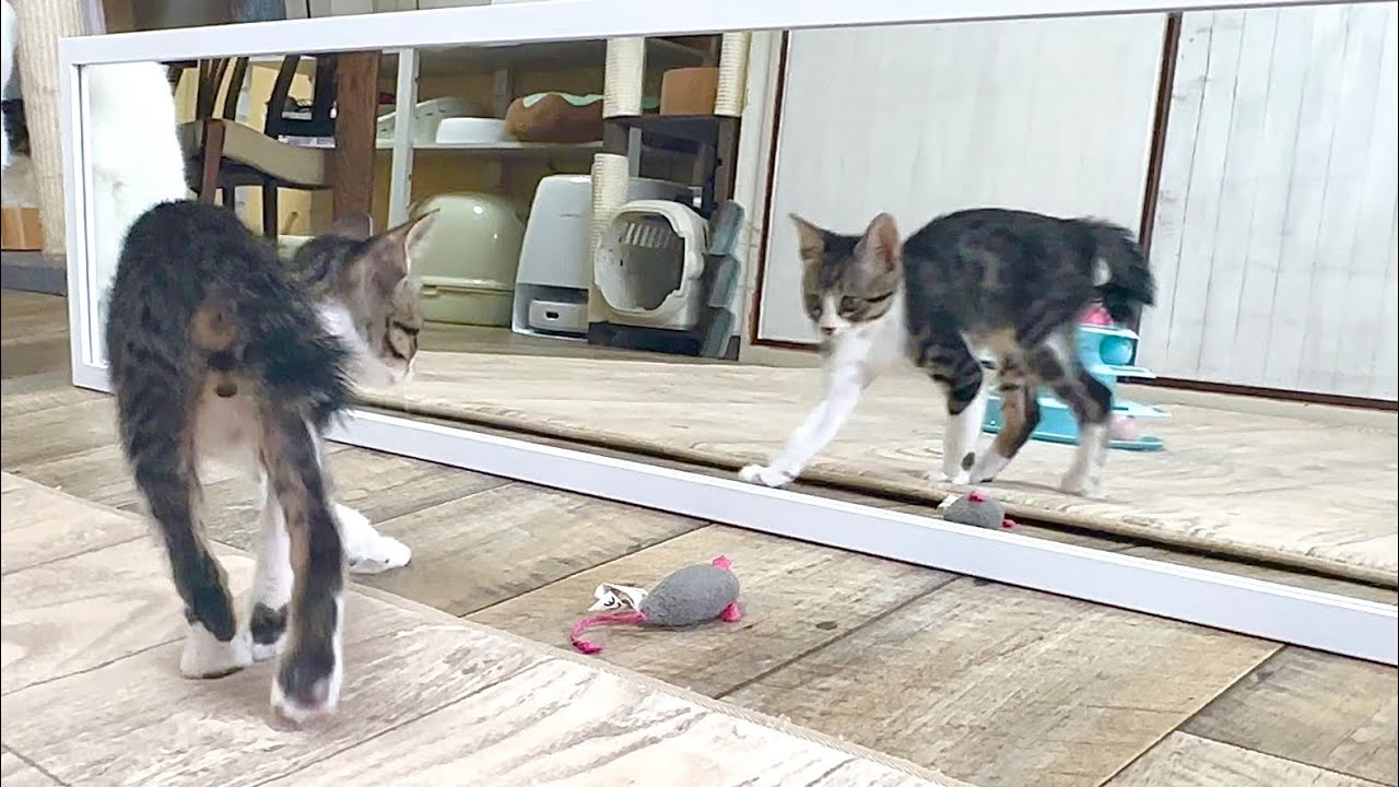 生後54日 初めて見る鏡にオラオラしちゃう子猫 【山菜兄妹#49】The kitten was excited to see the mirror for the first time