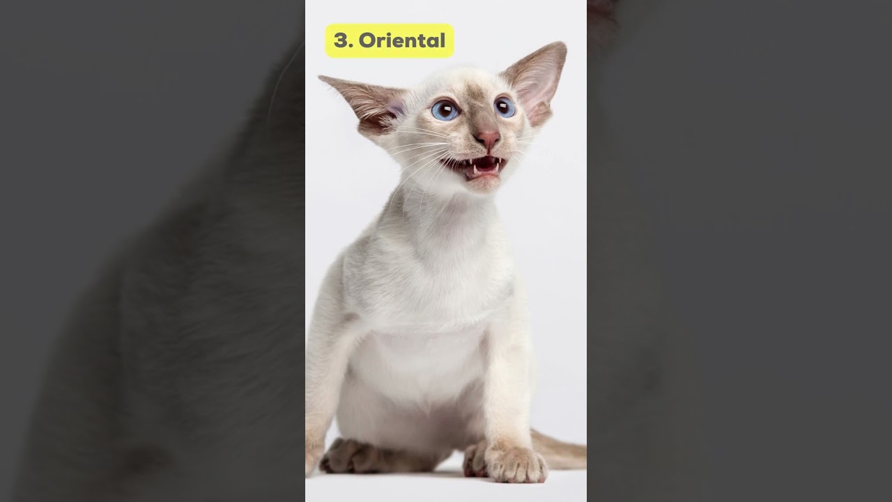 5 Ras Kucing Telinga Lebar  /  5 Wide Ear Cat Breeds