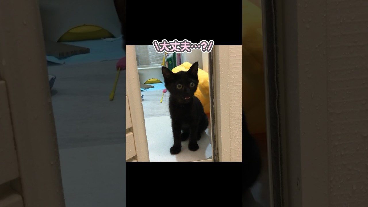 「大丈夫…？」と、飼い主のお風呂を必死に心配する子猫