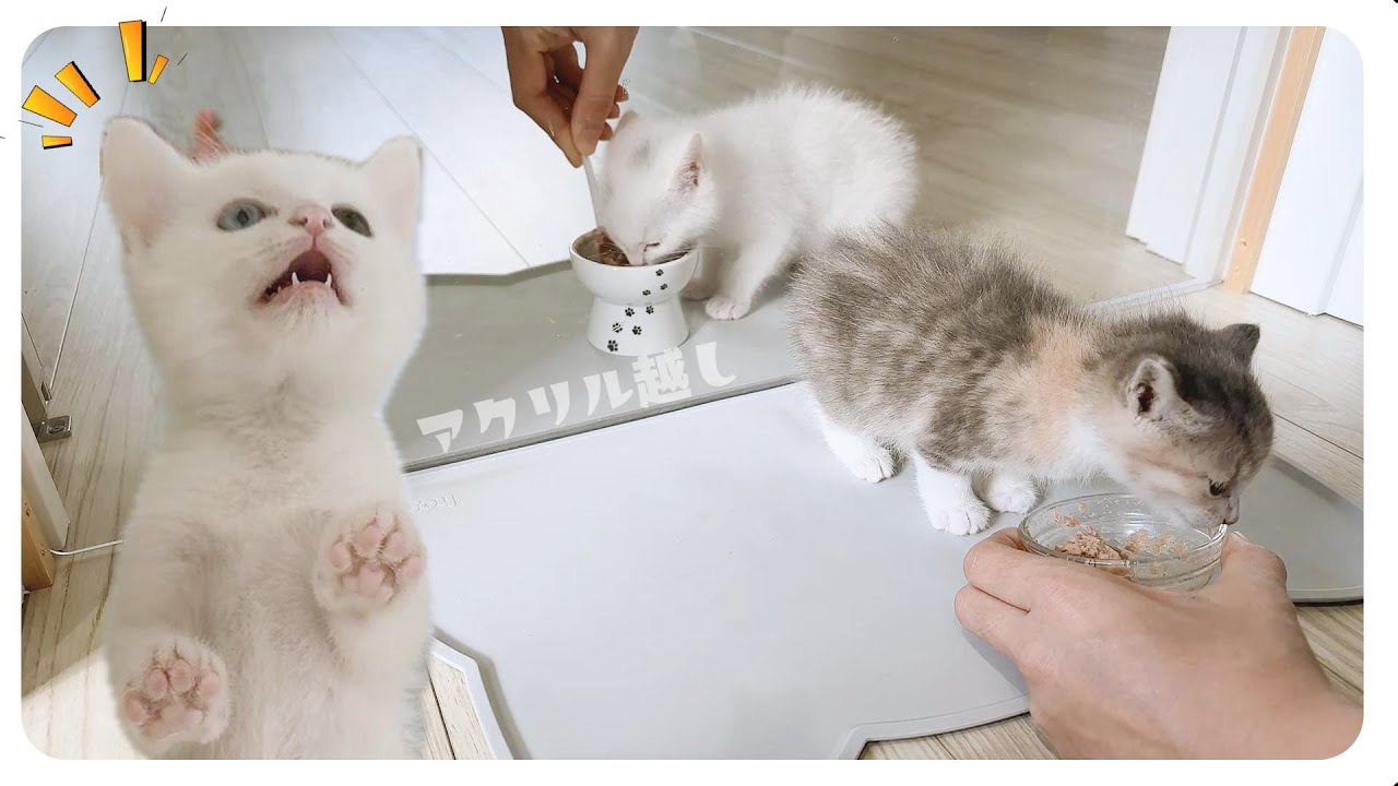 子猫たちアクリル越しだけど一緒にご飯を食べました★ミルクはシリンジ派【保護猫生活33日目】1部