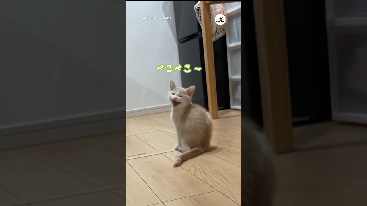 素晴らしいお返事✨｜PECO#子猫 #マンチカン #子猫の鳴き声 #子猫のいる生活 #愛猫家 #kitten #munchkin #kittenmeowing #kittenlife