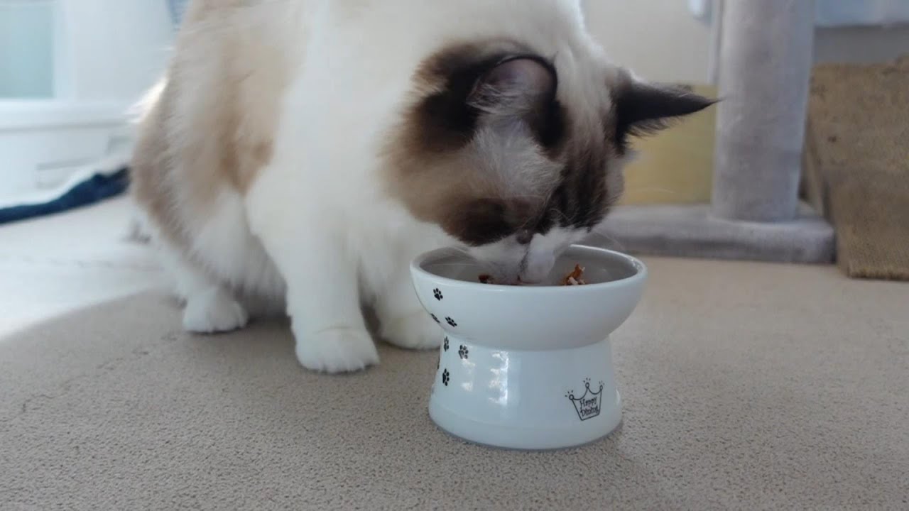 【ラグドール】おやつが焼かつおでウキウキな猫がこちら